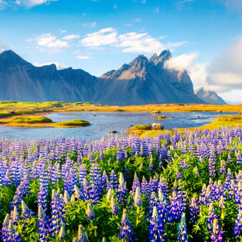 ISLAND SOMMER