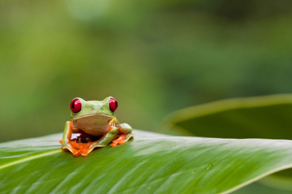 Frosch Costa Rica