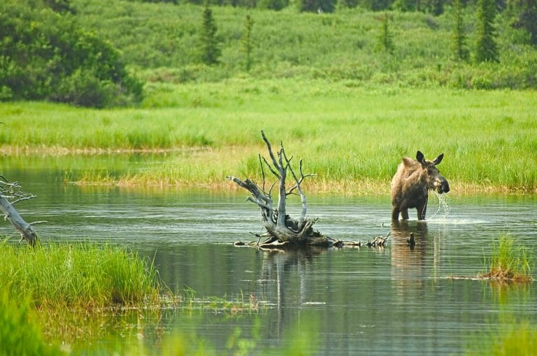Alaska